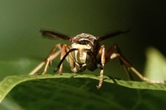 Polistes dorsalis dorsalis