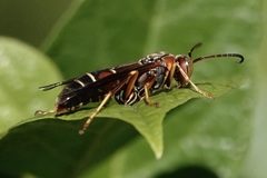 Polistes dorsalis dorsalis