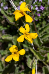 Viola magellanica