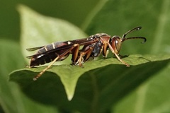 Polistes dorsalis dorsalis