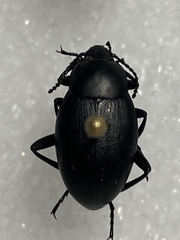 Eleodes fusiformis