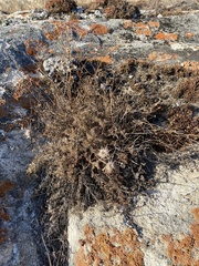 Pulsatilla tenuiloba