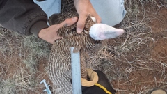 Tympanuchus pallidicinctus