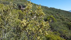 Cercocarpus betuloides betuloides