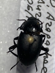 Eleodes fusiformis