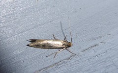 Tinea pallescentella