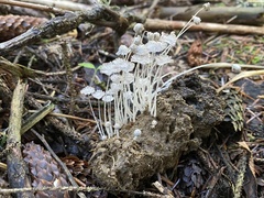 Coprinopsis stercorea