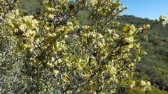 Cercocarpus betuloides betuloides