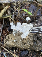 Coprinopsis stercorea