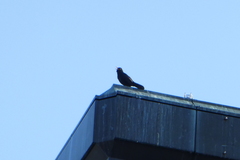 Turdus merula