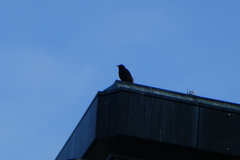 Turdus merula