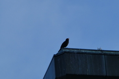 Turdus merula