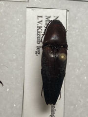 Parallelostethus attenuatus