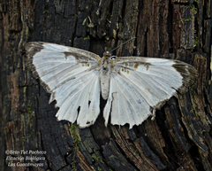 Synargis nymphidioides