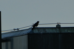 Turdus merula