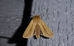 Ichneutica semivittata