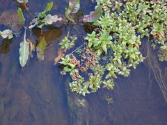Azolla rubra