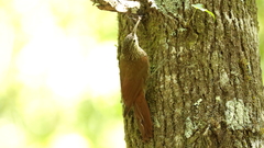 Lepidocolaptes affinis