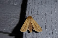 Ichneutica semivittata