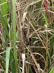 Hemicordulia armstrongi