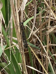 Hemicordulia armstrongi