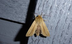 Ichneutica semivittata