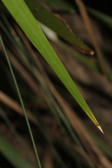 Lomandra hystrix