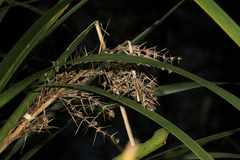 Lomandra hystrix