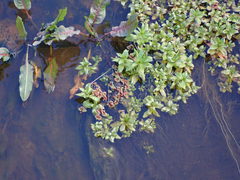 Azolla rubra