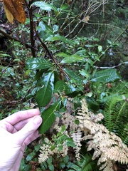 Chrysolepis chrysophylla