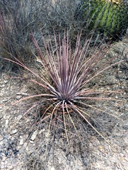 Agave striata
