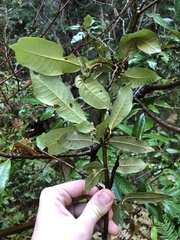 Chrysolepis chrysophylla