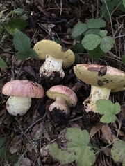 Butyriboletus querciregius