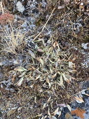 Oxytropis triphylla