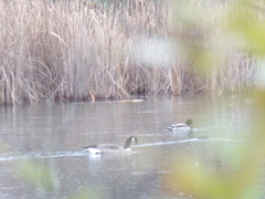 Branta canadensis