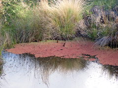 Azolla rubra
