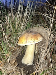 Boletus edulis grandedulis