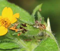 Proba vittiscutis