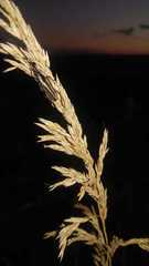 Sphaenothecus bilineatus