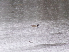 Branta canadensis