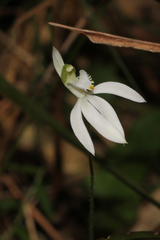 Caladenia catenata