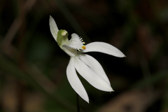 Caladenia catenata