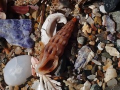 Austrodrillia angasi