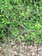 Zonotrichia albicollis