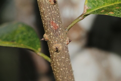 Zanthoxylum schreberi