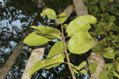 Zanthoxylum schreberi