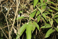 Miconia spicellata