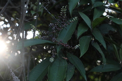 Miconia spicellata