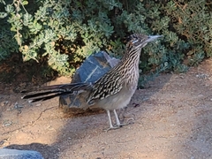 Geococcyx californianus