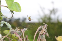 Alpaida variabilis